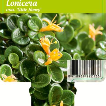 Lonicera crassifolia 'Little Honey'