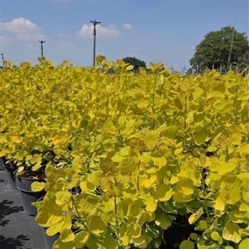 Cotinus coggygria GOLDEN SPIRIT