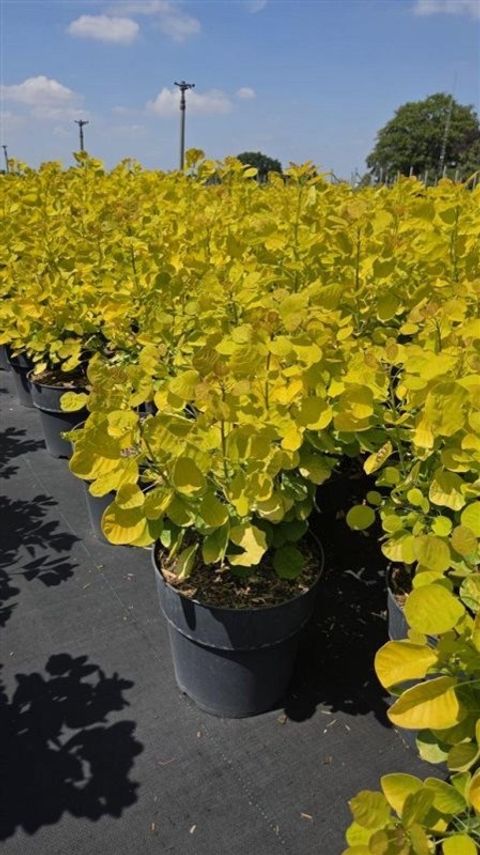 Cotinus coggygria GOLDEN SPIRIT