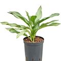 Aglaonema 'Ghost'