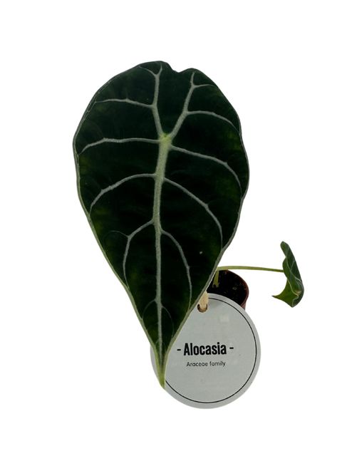 Alocasia 'Watsoniana'
