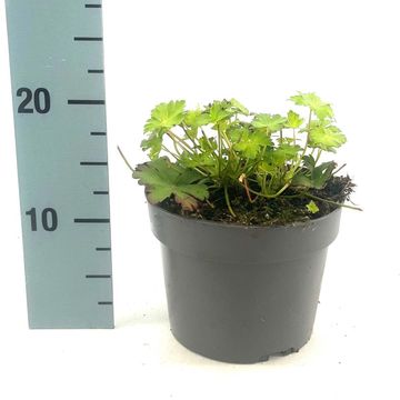 Geranium x cantabrigiense 'Biokovo'