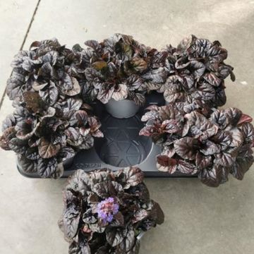 Ajuga reptans ELMBLUT