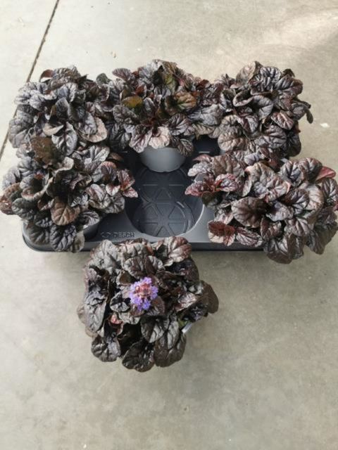 Ajuga reptans ELMBLUT
