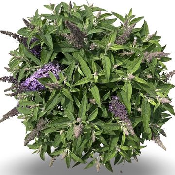 Buddleja davidii BUTTERFLY CANDY LILA SWEETHEART