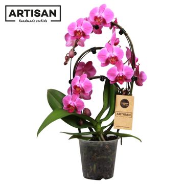 Phalaenopsis MIX