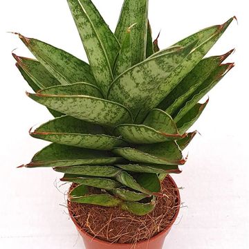 Sansevieria trifasciata 'Pineapple'