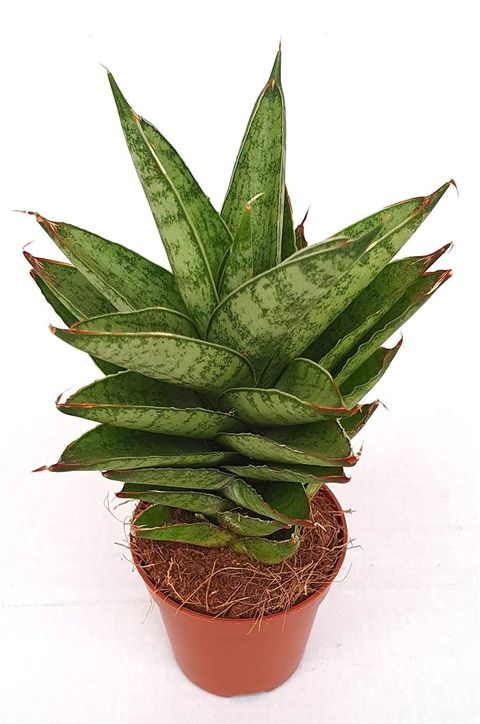 Sansevieria trifasciata 'Pineapple'