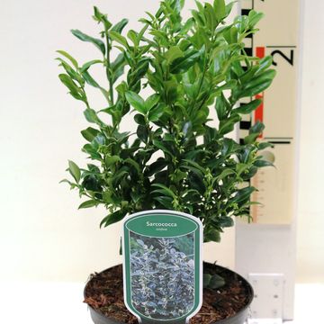 Sarcococca confusa