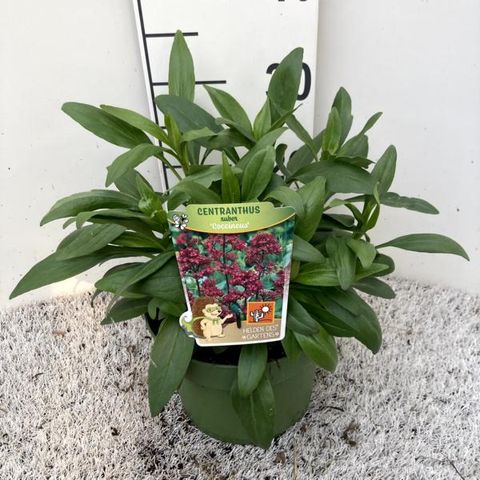 Centranthus ruber 'Coccineus'