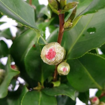Camellia japonica 'Dr. King'