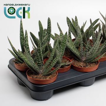 Gasteria carinata 'Big Ben'