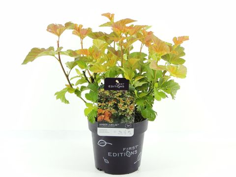 Physocarpus opulifolius AMBER JUBILEE