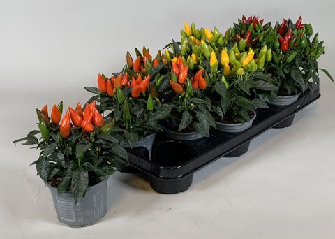 Capsicum annuum SALSA MIX