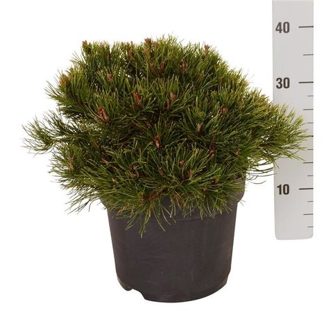 Pinus mugo mughus