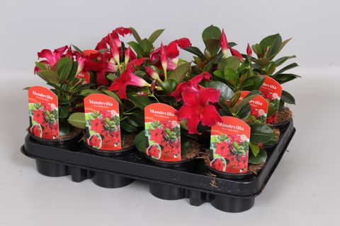 Mandevilla sanderi RIO PETITE RED