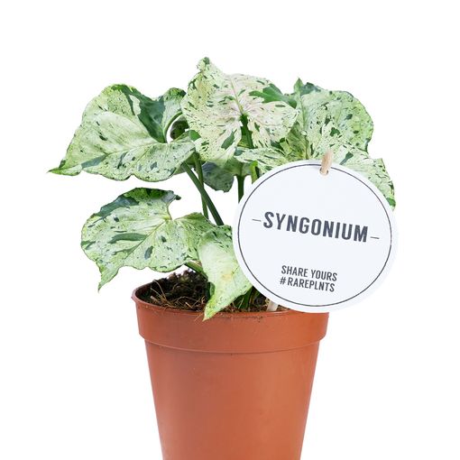 Syngonium 'Green Splash'