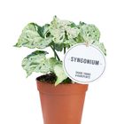 Syngonium 'Green Splash'