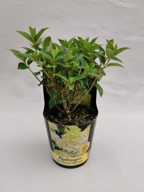 Hydrangea paniculata 'Phantom'