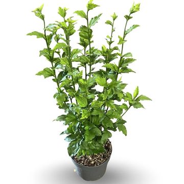 Hibiscus syriacus 'Woodbridge'