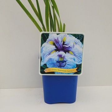 Iris ensata 'Greywoods Catrina'