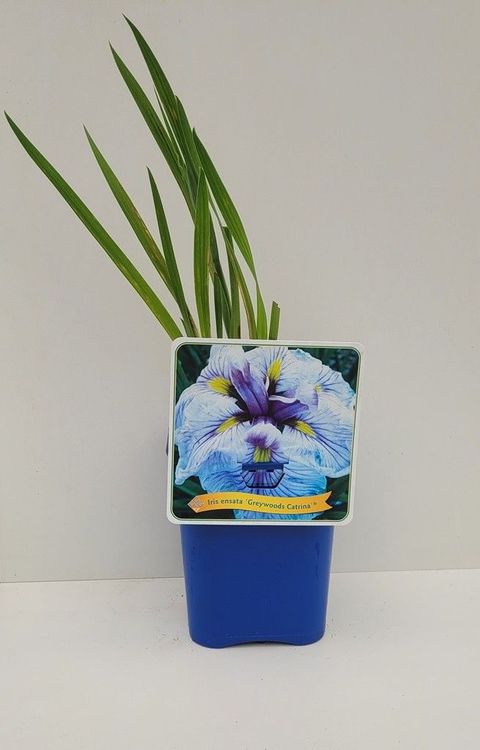 Iris ensata 'Greywoods Catrina'