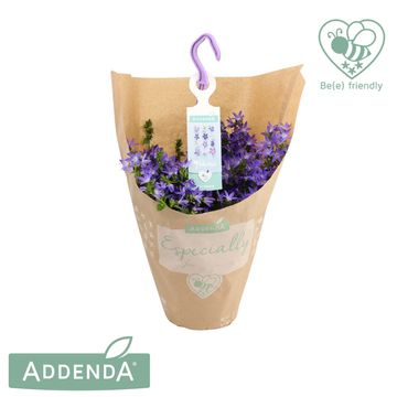 Campanula poscharskyana ADANSA BLUE