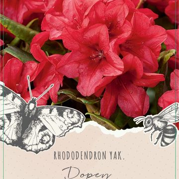 Rhododendron YAKUSHIMAMUM MIX (Y)