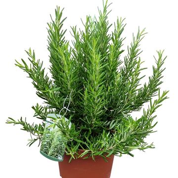 Rosmarinus officinalis