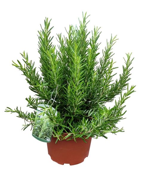 Rosmarinus officinalis