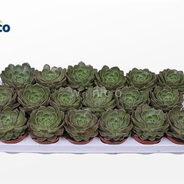 Echeveria 'Bron Rose'