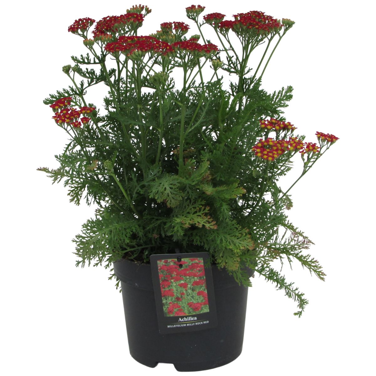 Achillea millefolium MILLY ROCK RED — Plant Wholesale FlorAccess