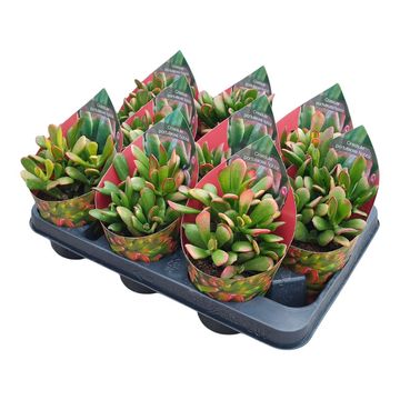Crassula ovata 'Hobbit Tricolor'