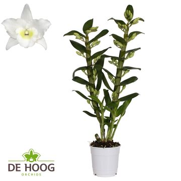 Dendrobium nobile STAR CLASS APOLLON