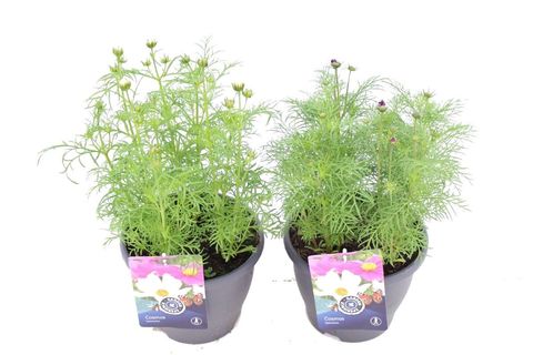 Cosmos bipinnatus MIX