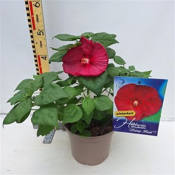 Hibiscus moscheutos LUNA RED