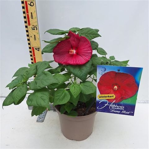 Hibiscus moscheutos LUNA RED