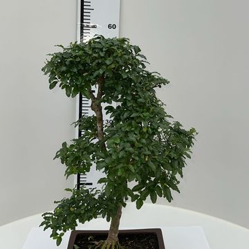 Ligustrum sinense