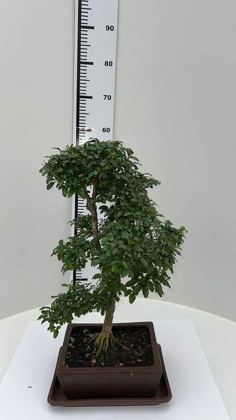 Ligustrum sinense