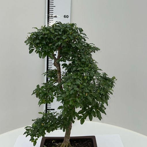 Ligustrum sinense