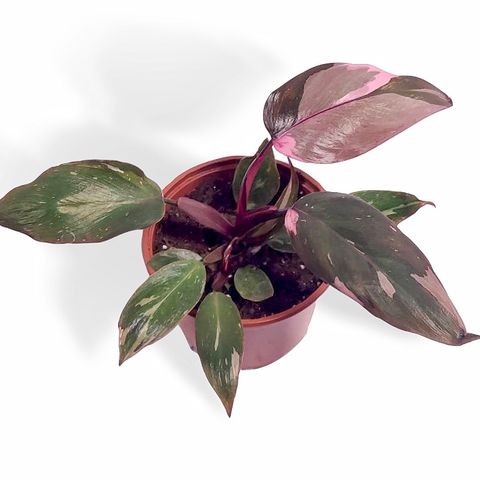 Philodendron 'Pink Princess Marble'