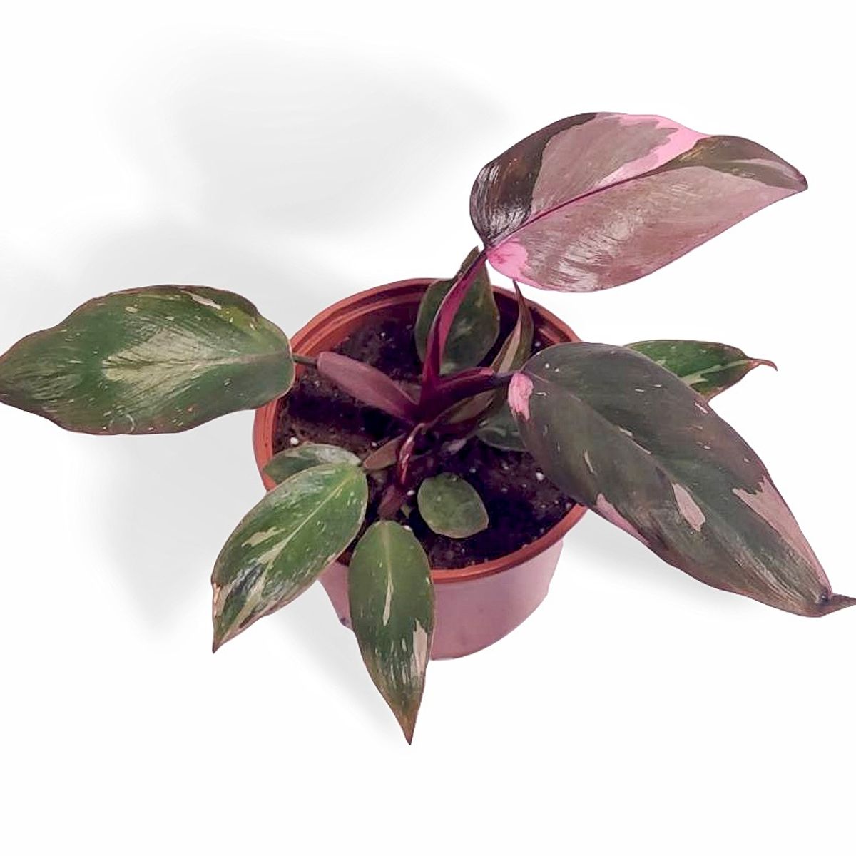 Philodendron Pink Princess Marble — Plant Wholesale Floraccess