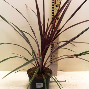 Cordyline australis 'Can Can'