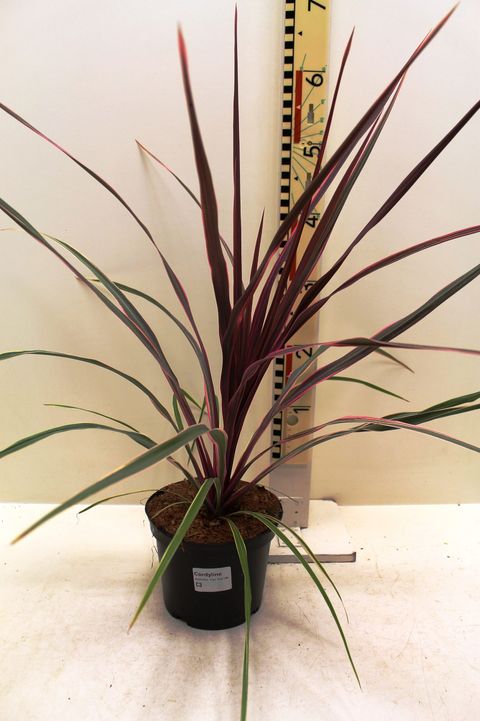 Cordyline australis 'Can Can'