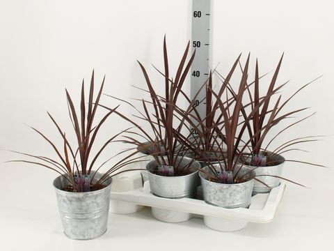 Cordyline australis 'Red Sensation'