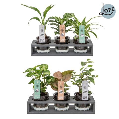 Järjestelyt Houseplants