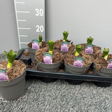 Allium 'Pinball Wizard'