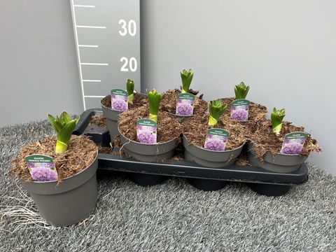 Allium 'Pinball Wizard'