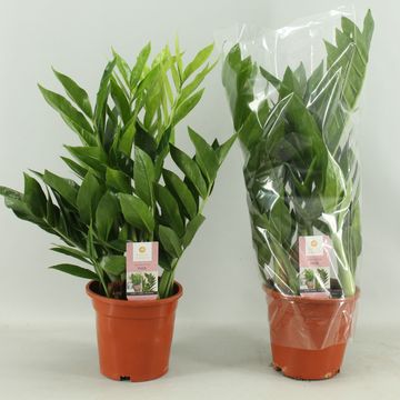 Zamioculcas zamiifolia 'Pixie'