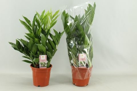 Zamioculcas zamiifolia 'Pixie'